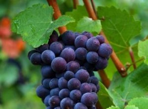 Perfil del famoso Pinot Noir de Santa María