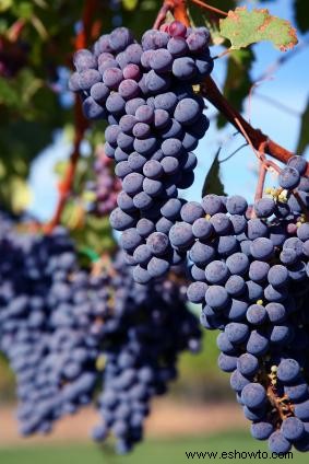 Historia del salto de dos ciervos Cabernet Sauvignons