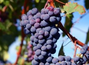 Historia del salto de dos ciervos Cabernet Sauvignons