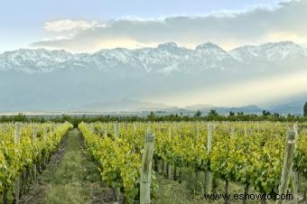 Todo lo que necesitas saber sobre los vinos Malbec 