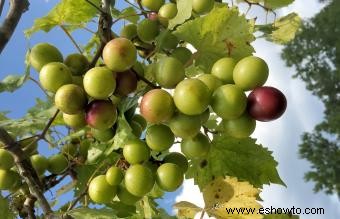 Guía de vino Muscadine 