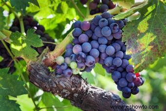 Guía de Variedades de Zinfandel (De Dulce a Seco) 