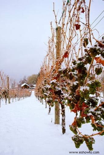 Cómo se hace el vino de hielo 