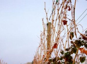 Cómo se hace el vino de hielo 