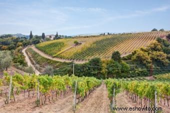 Los célebres vinos Brunello di Montalcino de Italia 