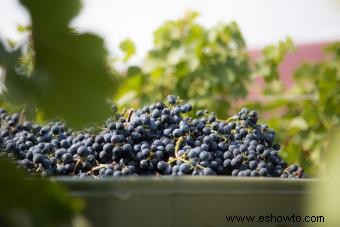 Perfil e historial de sabor de Oregon Pinot Noir