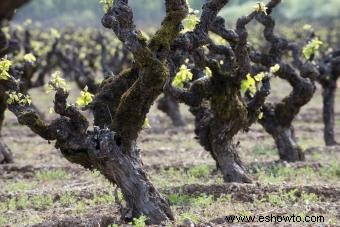 Vinos Zinfandel del condado de Sonoma