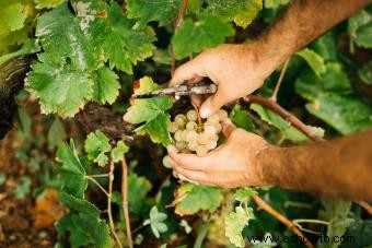 ¿Qué es el vino natural y vale la pena probarlo?