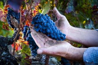 La verdad sobre las clasificaciones de vinos orgánicos