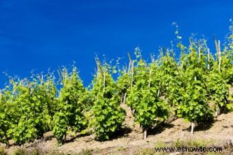 Detalles sobre 10 regiones vinícolas francesas