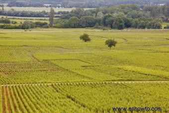 Detalles sobre 10 regiones vinícolas francesas