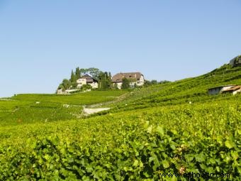 Detalles sobre 10 regiones vinícolas francesas