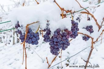 Tipos de vinos alemanes:regiones, perfiles de sabor y maridajes