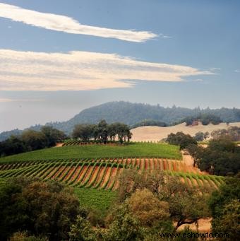 6 excelentes consejos para planificar un tour del vino en Napa