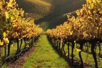 Conocer el vino australiano