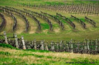 Conocer el vino australiano