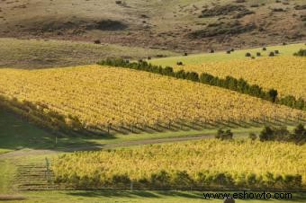 Conocer el vino australiano