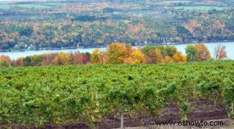 Vinos y calificaciones de vinos del estado de Nueva York