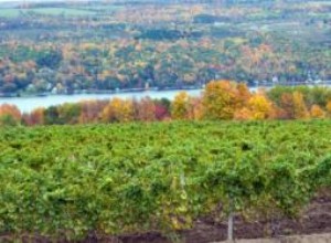 Vinos de Nueva York: Guía de Regiones Vitivinícolas, Variedades y Calificaciones Destacadas