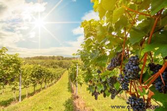 Planifique una escapada de fin de semana al valle de Napa al paraíso del vino
