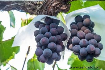 20 datos que probablemente no sepas sobre las uvas