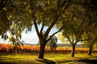 Una mirada más cercana al vino de Sterling Vineyards