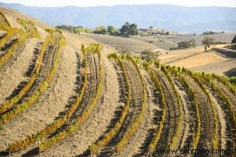 Bodega y Viñedos Fess Parker en Los Olivos 