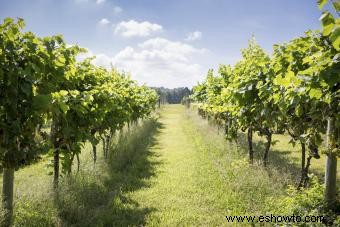 Guía de viñedos y bodega Boordy 