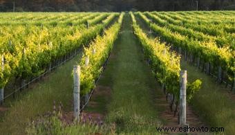 Guía de Erie Shore Vineyard and Winery 