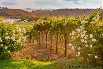 Guía de la bodega Thornton en el valle de Temecula 