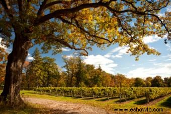 Historia única de los viñedos y el vino de Beringer