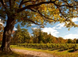 Historia Icónica de Beringer Vineyards: La Bodega Más Antigua del Valle de Napa