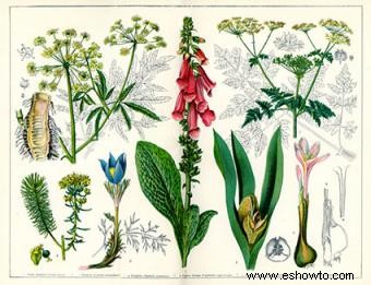 Ilustraciones botánicas antiguas
