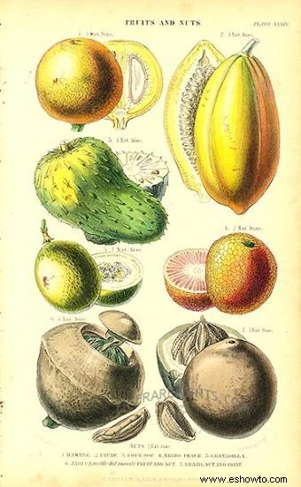 Ilustraciones botánicas antiguas
