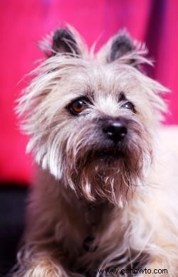 Coleccionables Cairn Terrier