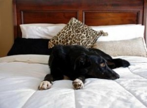 Edredones Alternativos de Plumas para Todas las Estaciones: Calidez y Comodidad Todo el Año