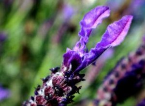 Fragancias Saludables para el Hogar: Guía de Opciones Naturales y Seguras