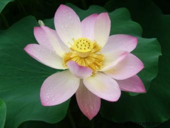 Candelabro de flor de loto de cristal