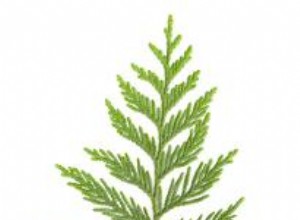 Aceite de Fragancia Navideña de Hoja de Cedro: Cómo Crear tu Mezcla Festiva Perfecta