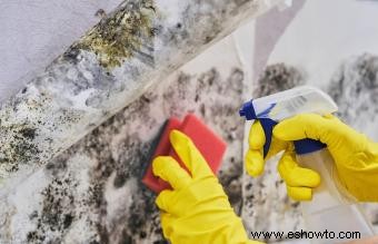 Limpiadores caseros para moho y hongos que funcionan