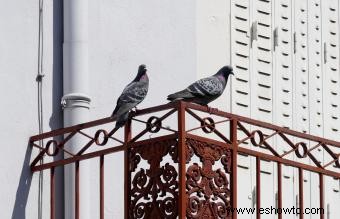 Cómo limpiar el excremento de paloma de un balcón