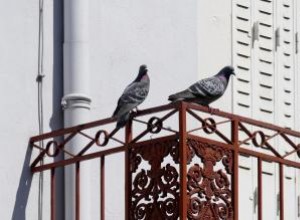 Cómo limpiar el excremento de paloma de un balcón