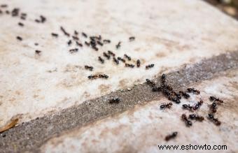 Cómo deshacerse de las hormigas negras usando métodos confiables