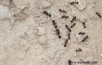 Cómo deshacerse de las hormigas negras usando métodos confiables