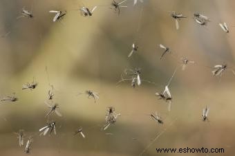 Cómo deshacerse definitivamente de los mosquitos en su casa