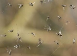 Cómo deshacerse definitivamente de los mosquitos en su casa