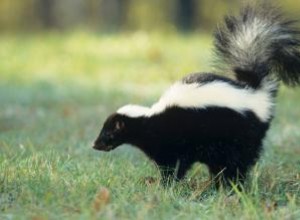 Guía práctica: Cómo eliminar el olor a zorrillo de tu casa, jardín y coche de forma efectiva