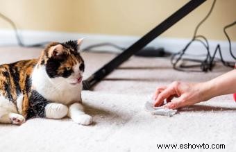 Cómo quitar fácilmente las manchas de mascotas en las alfombras