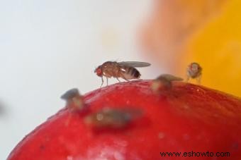 5 trampas caseras fáciles para moscas usando artículos de casa 