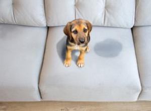 Guía Completa: Cómo Limpiar Profundamente tu Sofá de Tela, Cuero o Sintético sin Manchas ni Olores